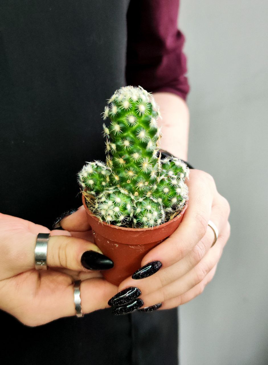 Кактус Маммиллярия Элоганта, или Удлиненная (Cactus Elongata) D5см
