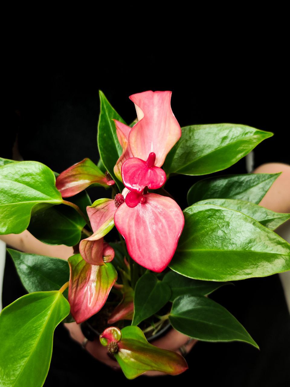 Антуриум Андреанум Перл Матата (Anthurium Andrianum Pearl Matata) D9см