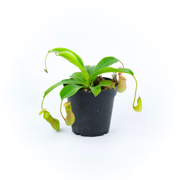 Непентес Жентли (лат. Nepenthes Gentle) D9см