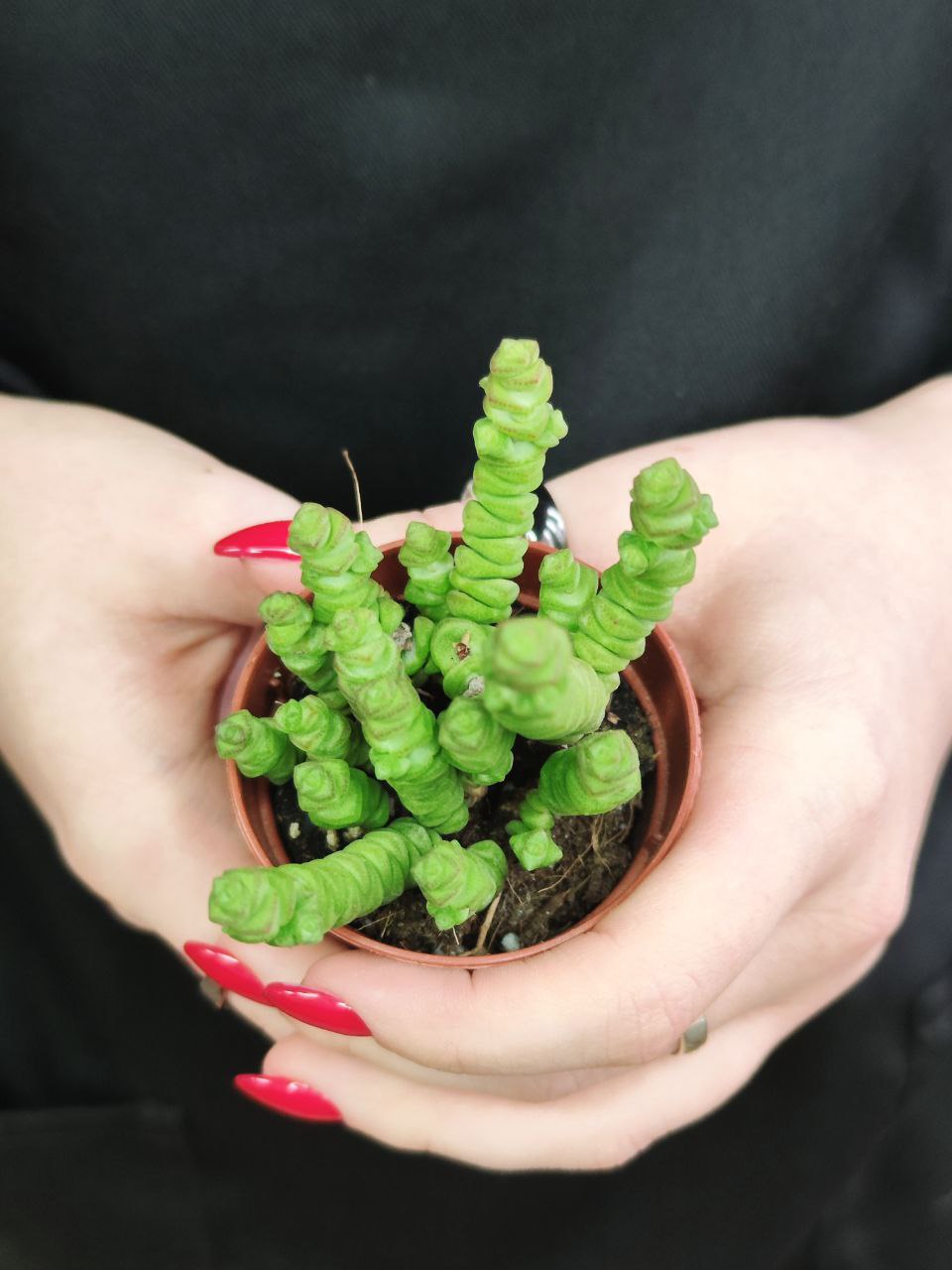 Крассула Марниериана Мини (Crassula Marneriana Mini) D5см