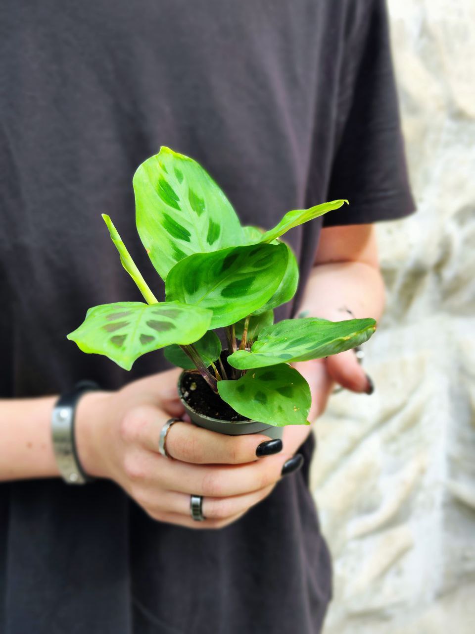 Маранта Керховена (Maranta Kerchoveana) D6см