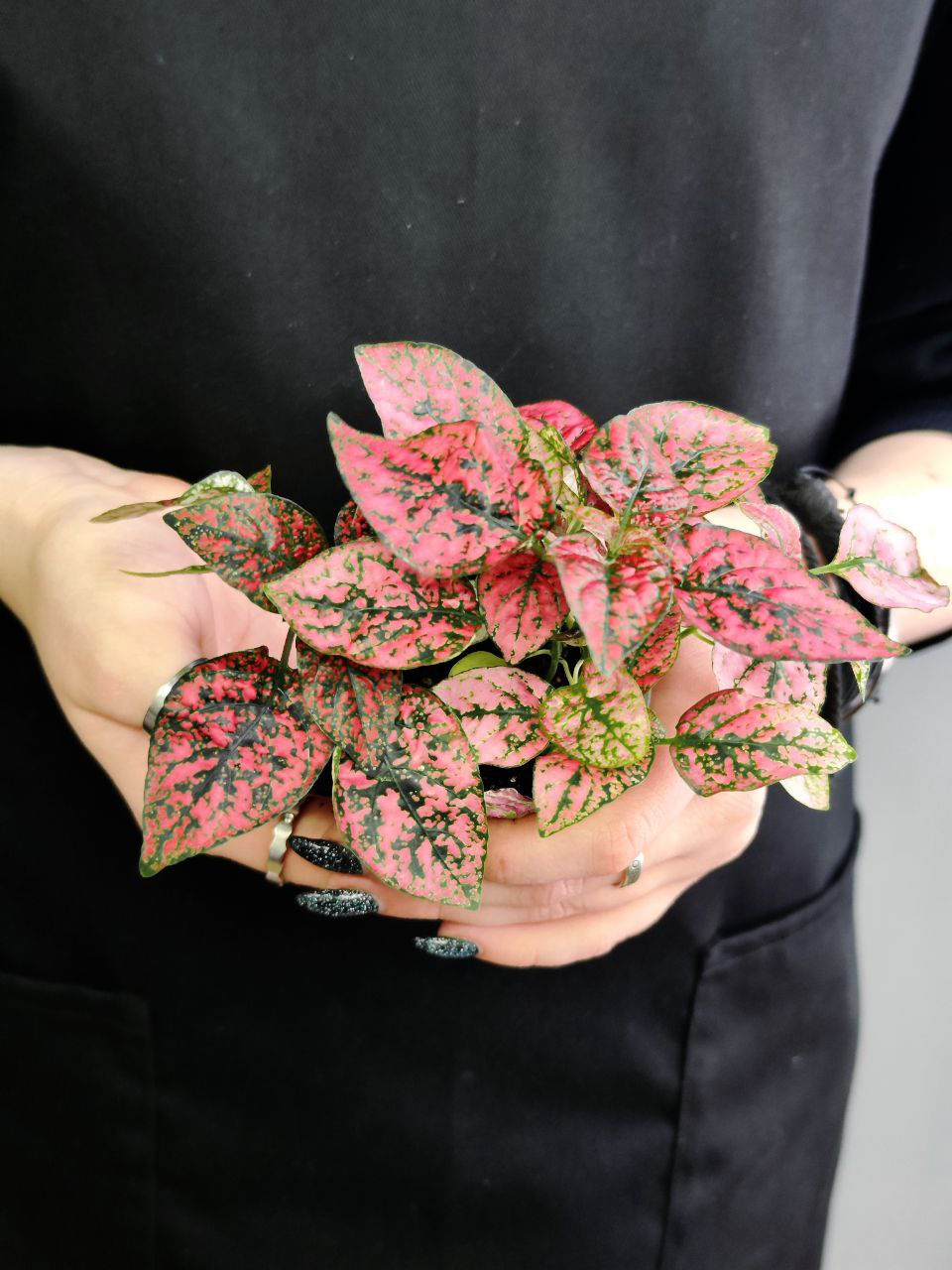 Гипоэстес Листоколосковый Ред (Hypoestes Phyllostachya Red) D6см