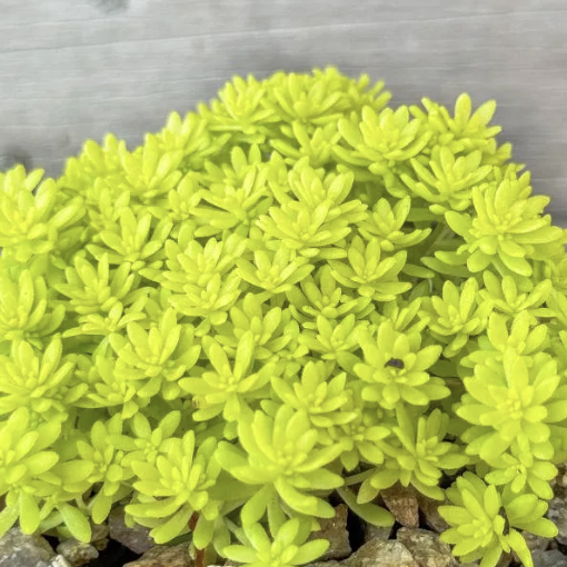 Седум Токио Сан, или Токийское Солнце (Sedum Tokyo Sun) D8,5см
