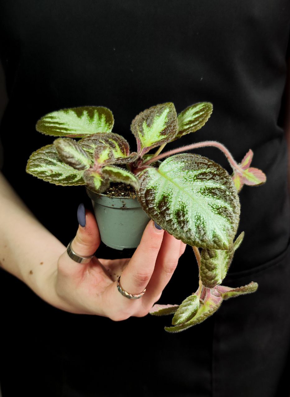 Эписция Серебряное Сияние (Episcia Silver Shield) D6см