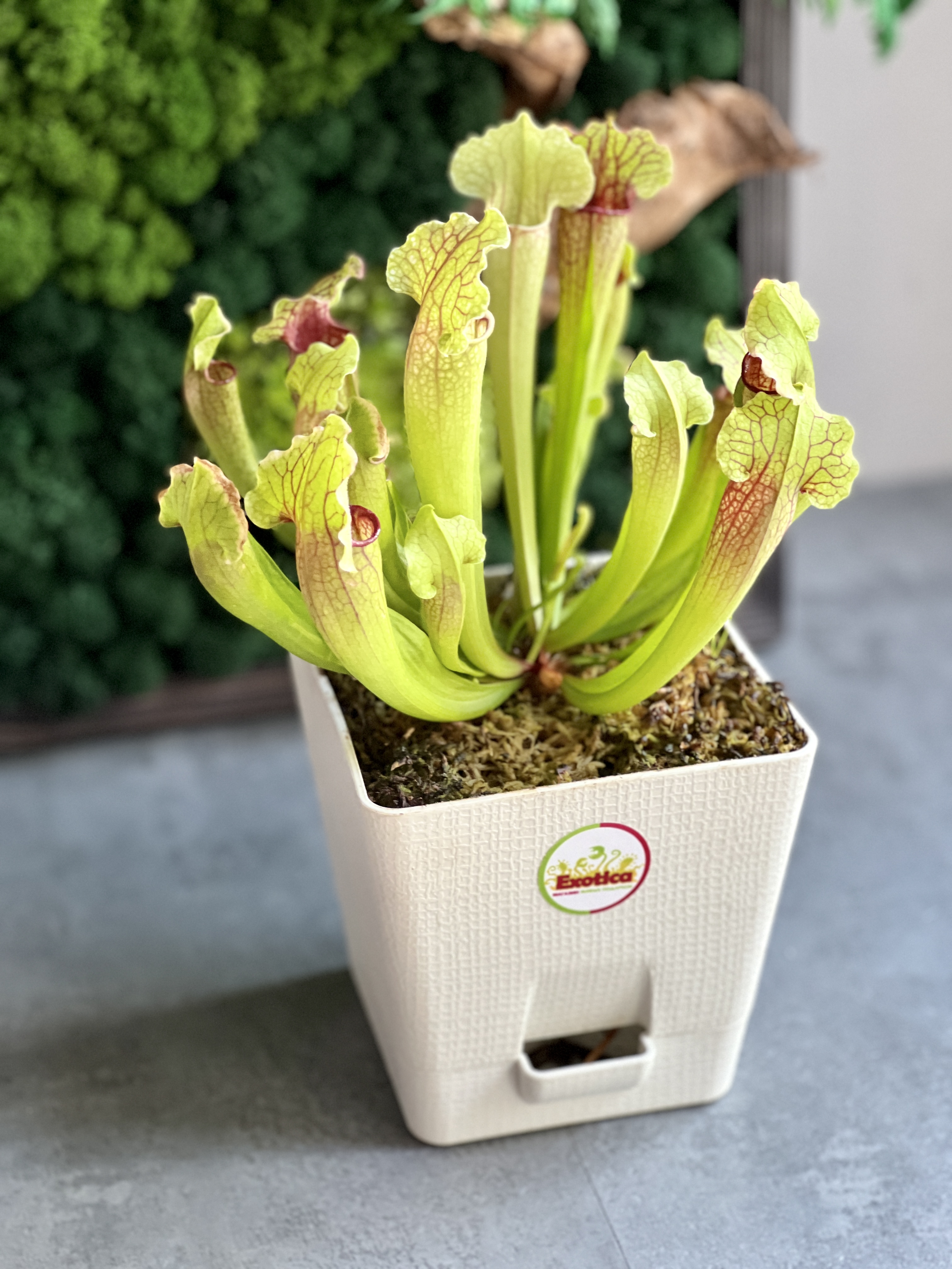 Саррацения Фиона (Sarracenia Philadelphia) пересаженная D15см