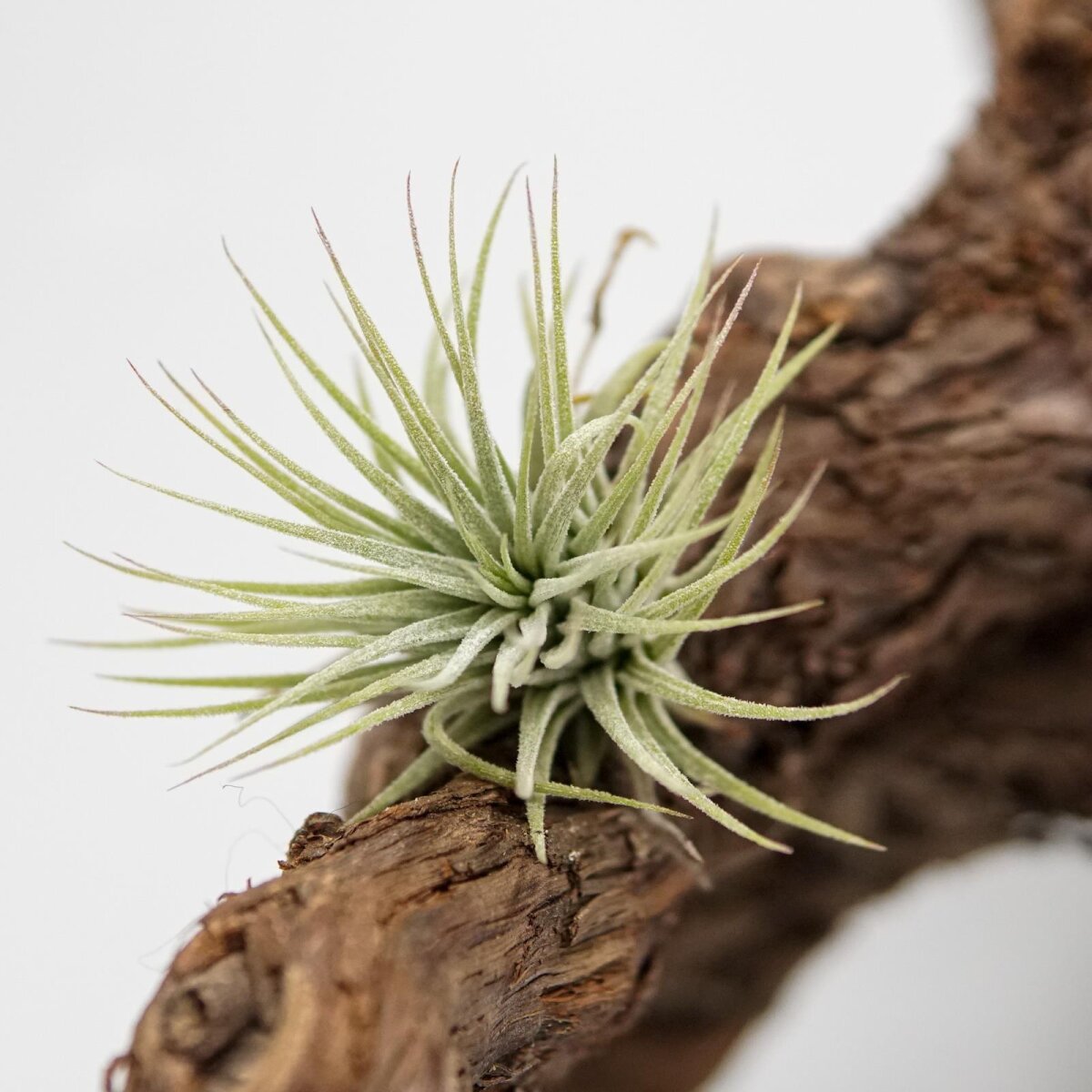 Тилландсия Ионанта Вайт (Tillandsia Ionantha White)