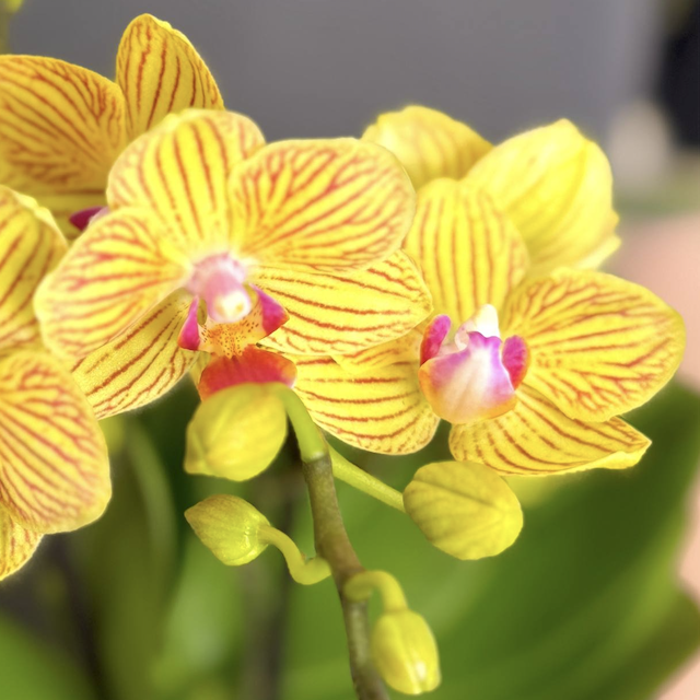 Орхидея Фаленопсис Лима (Phalaenopsis Multiflora Lima) D9см