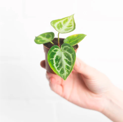 Антуриум Сильвер Блаш (Anthurium Silver Blush) D6см