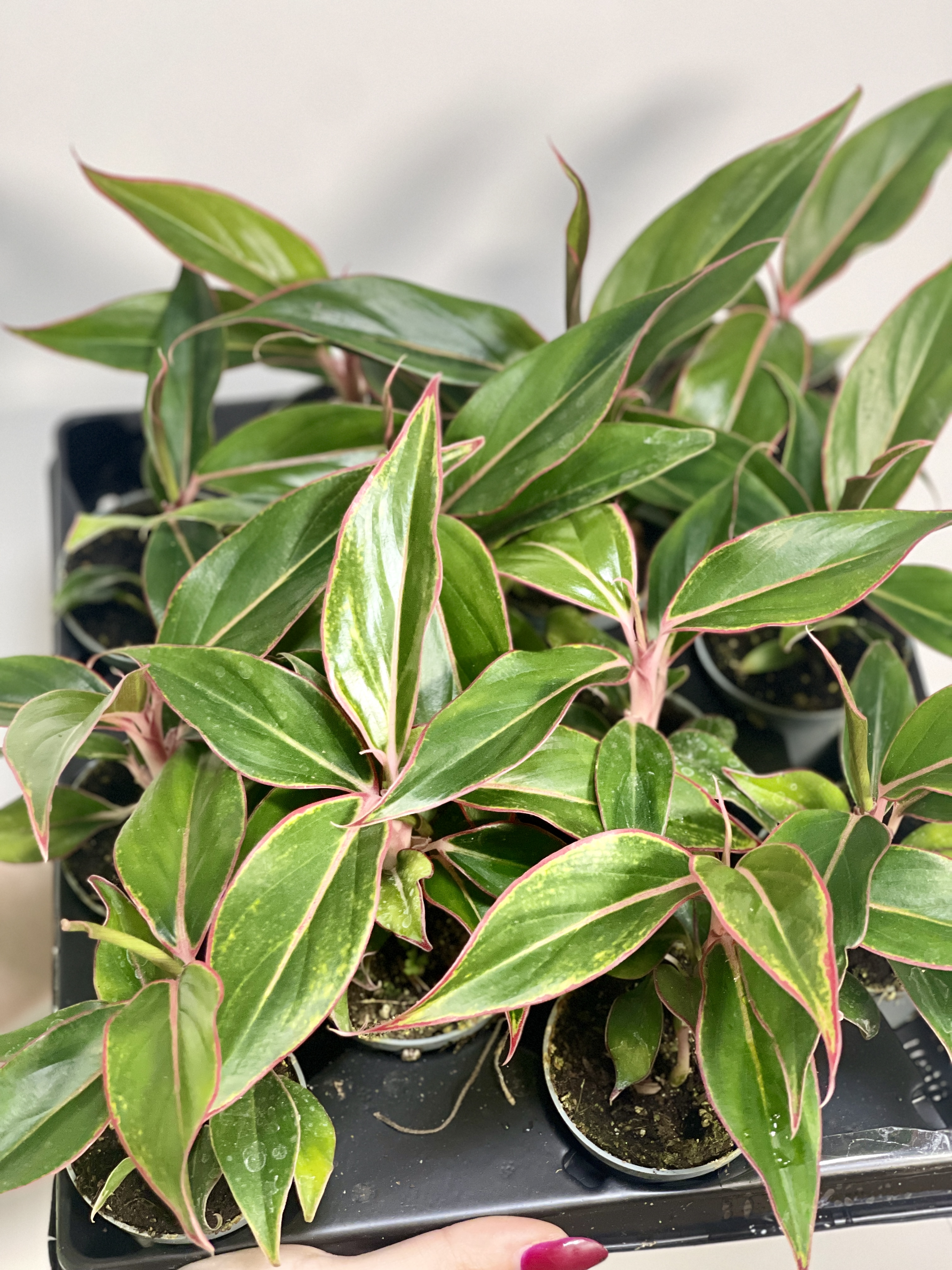 Аглаонема Сиам Аврора (Aglaonema Siam Aurora) D6см