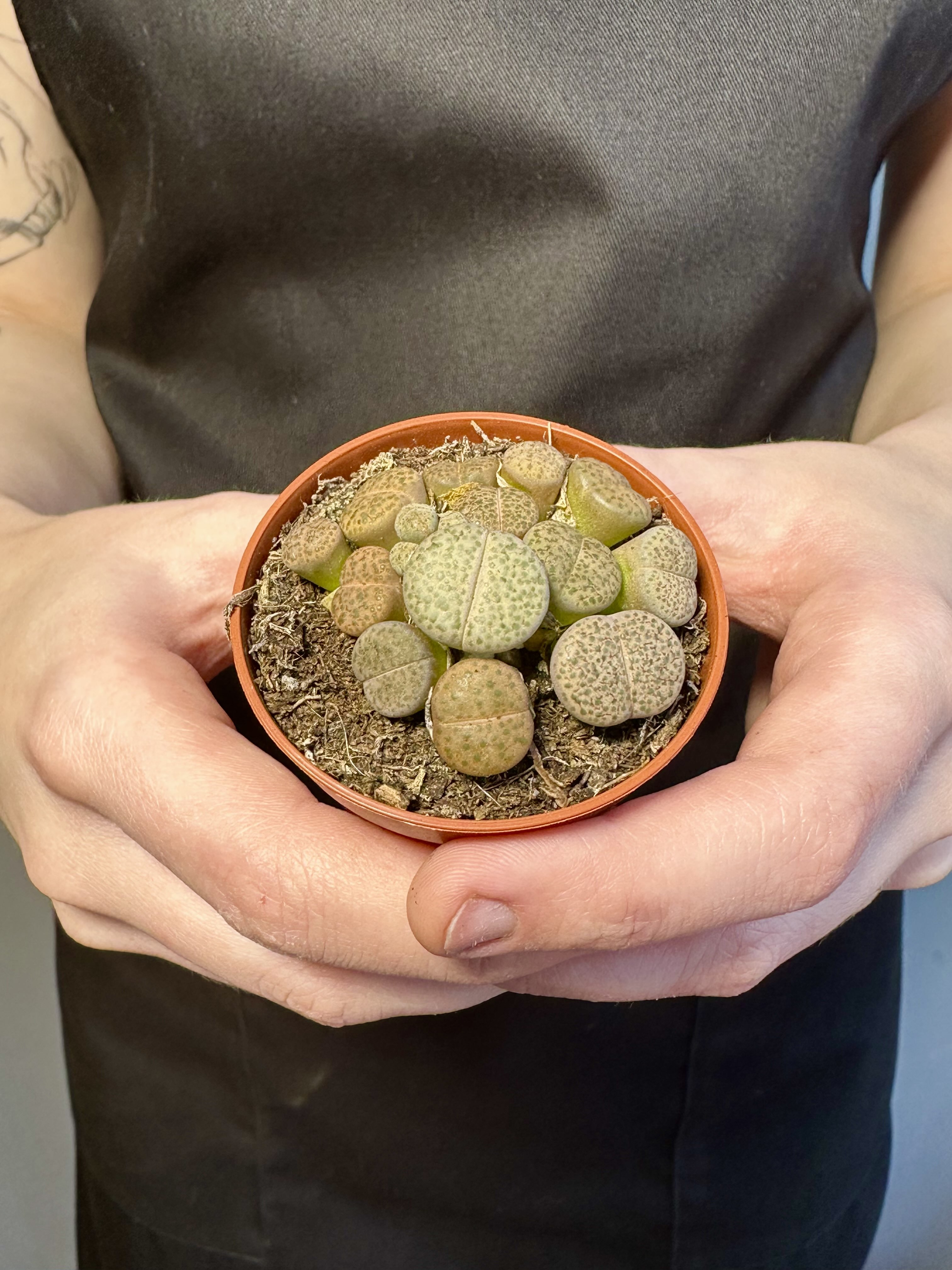 Литопсы Микс (Lithops Mix) D5см