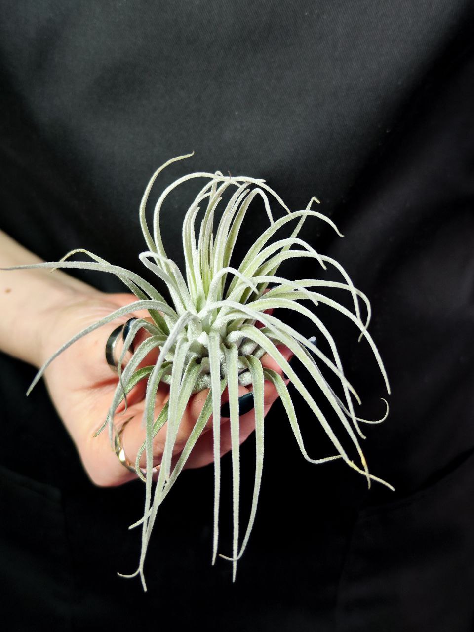 Тилландсия Оаксакана (Tillandsia Oaxacana)