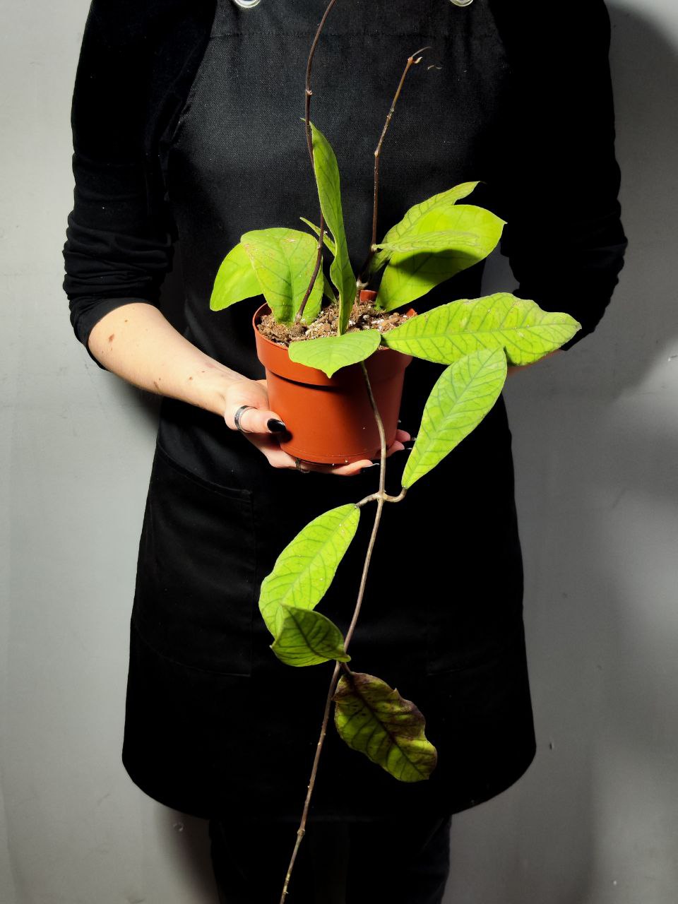 Хойя Сабах (Hoya Callistophylla Sp. Sabah) D12см