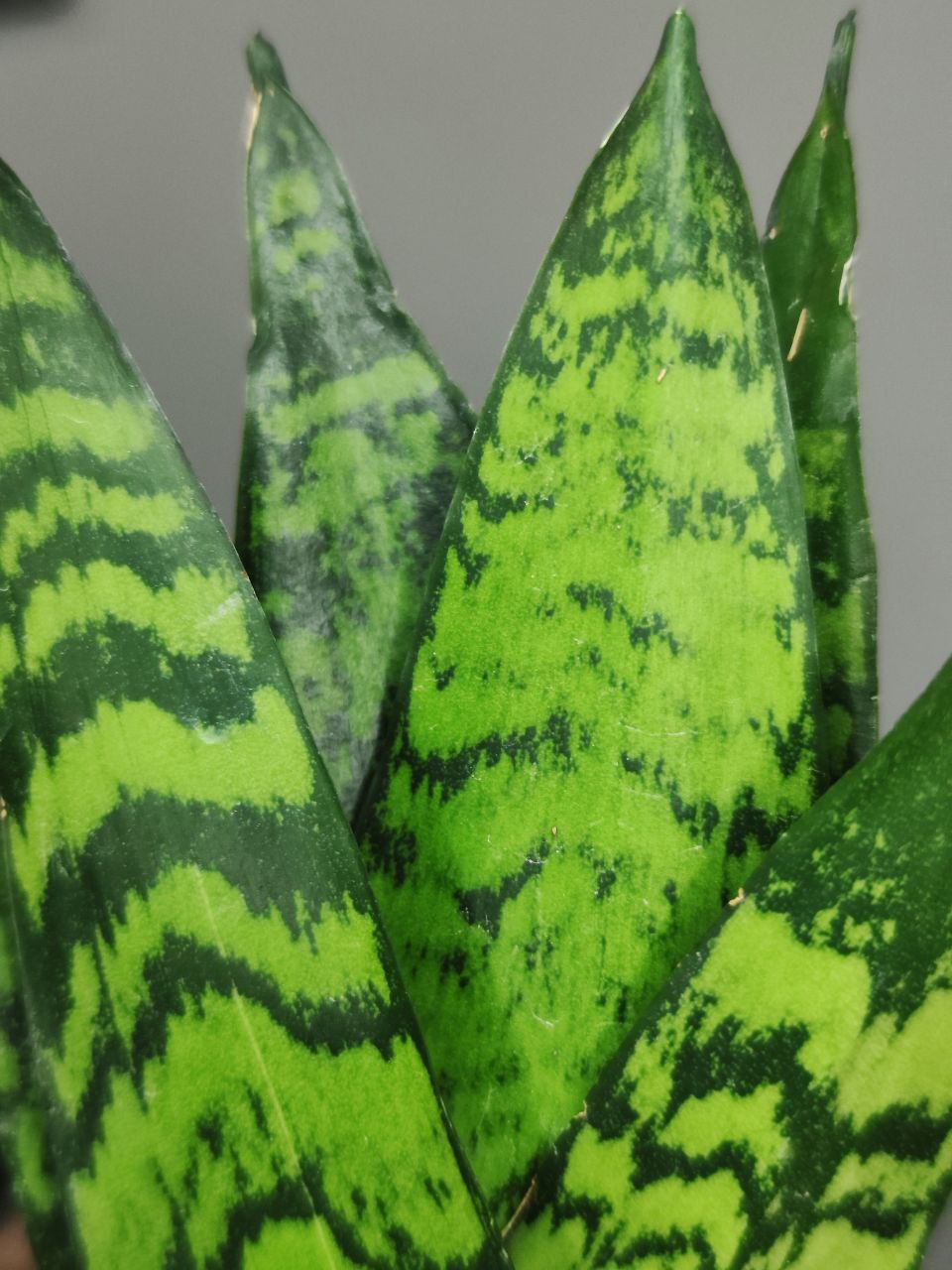 Сансевиерия Зейланика Фан (Sansevieria Zeylanica Fan) D6см