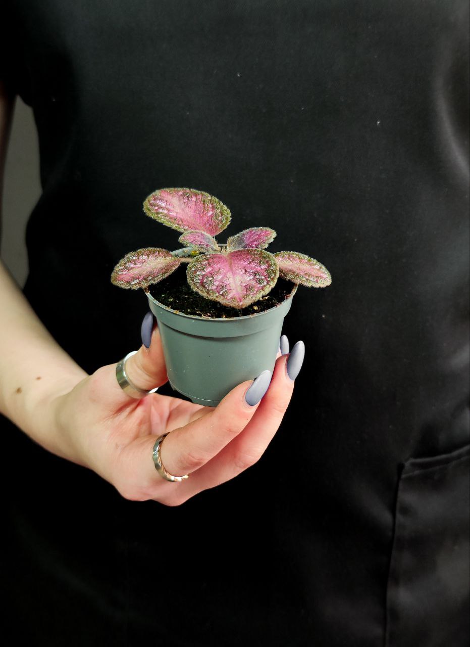 Эписция Малай Джем (Episcia Malayan Gem) D6см