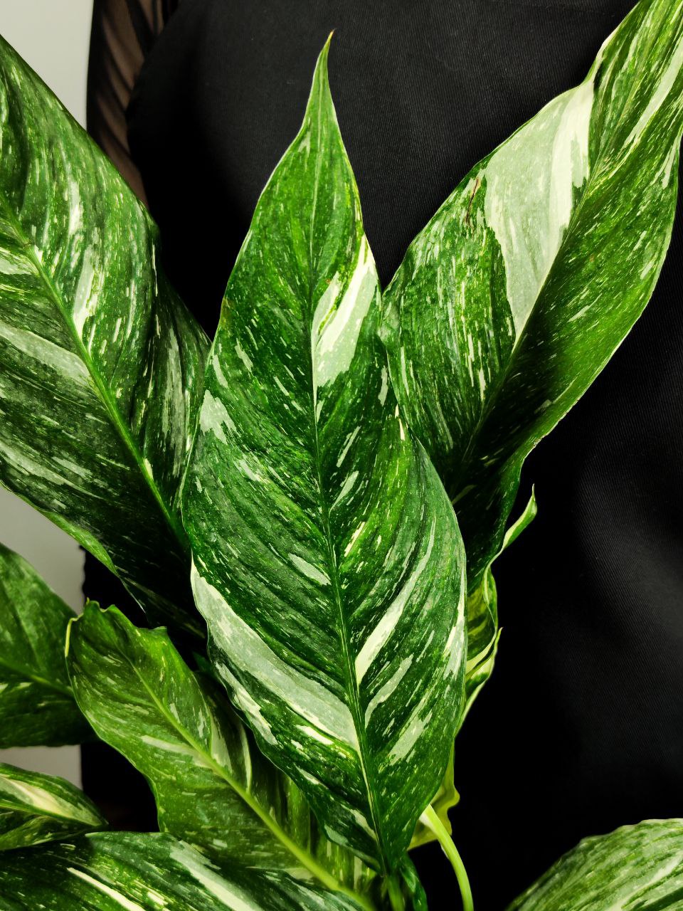 Спатифиллум Вариегатный Даймонд (Spathiphyllum Diamond Variegated) D14см