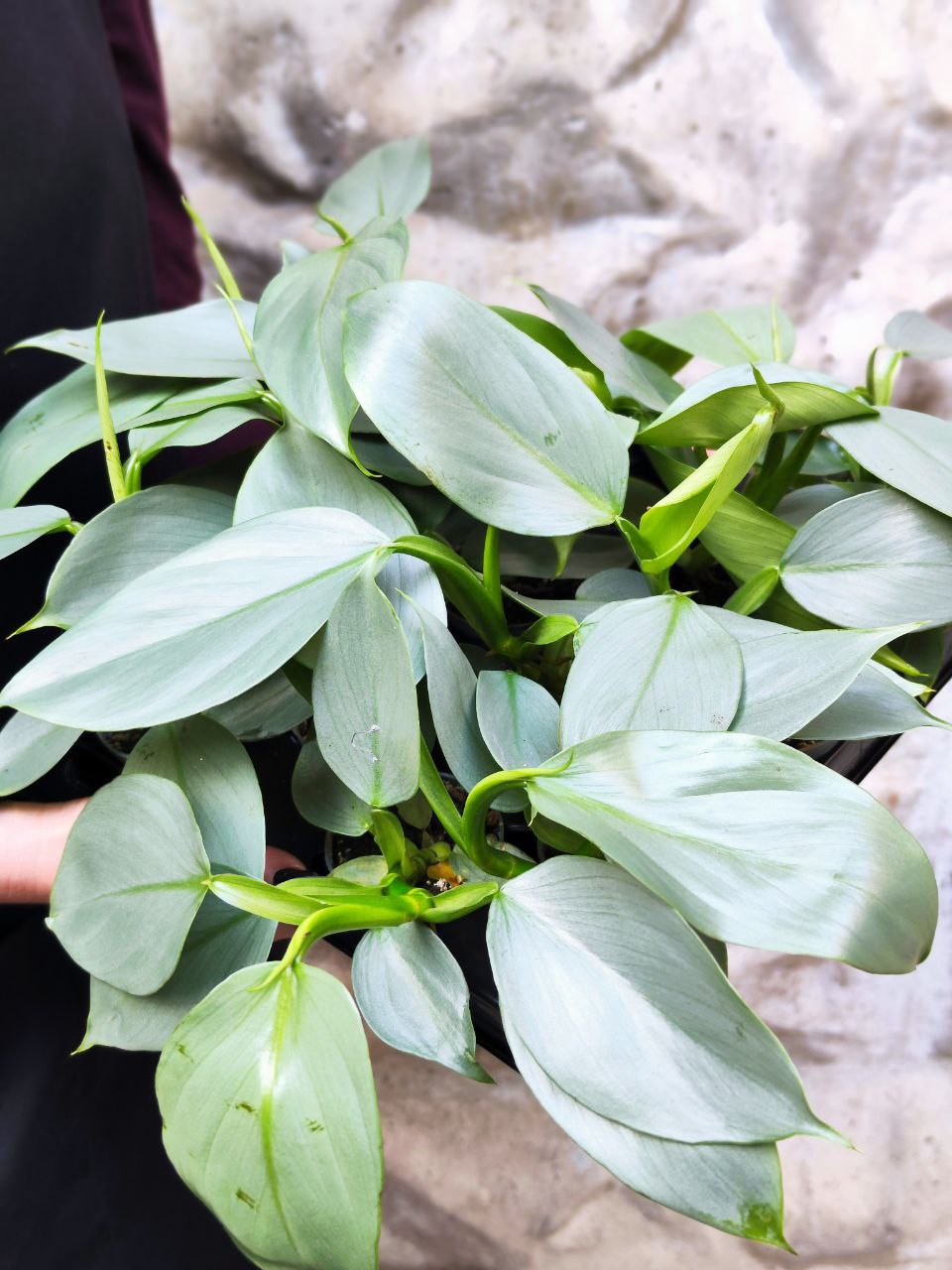 Филодендрон Сильвер Квин (Philodendron Silver Queen) D6см