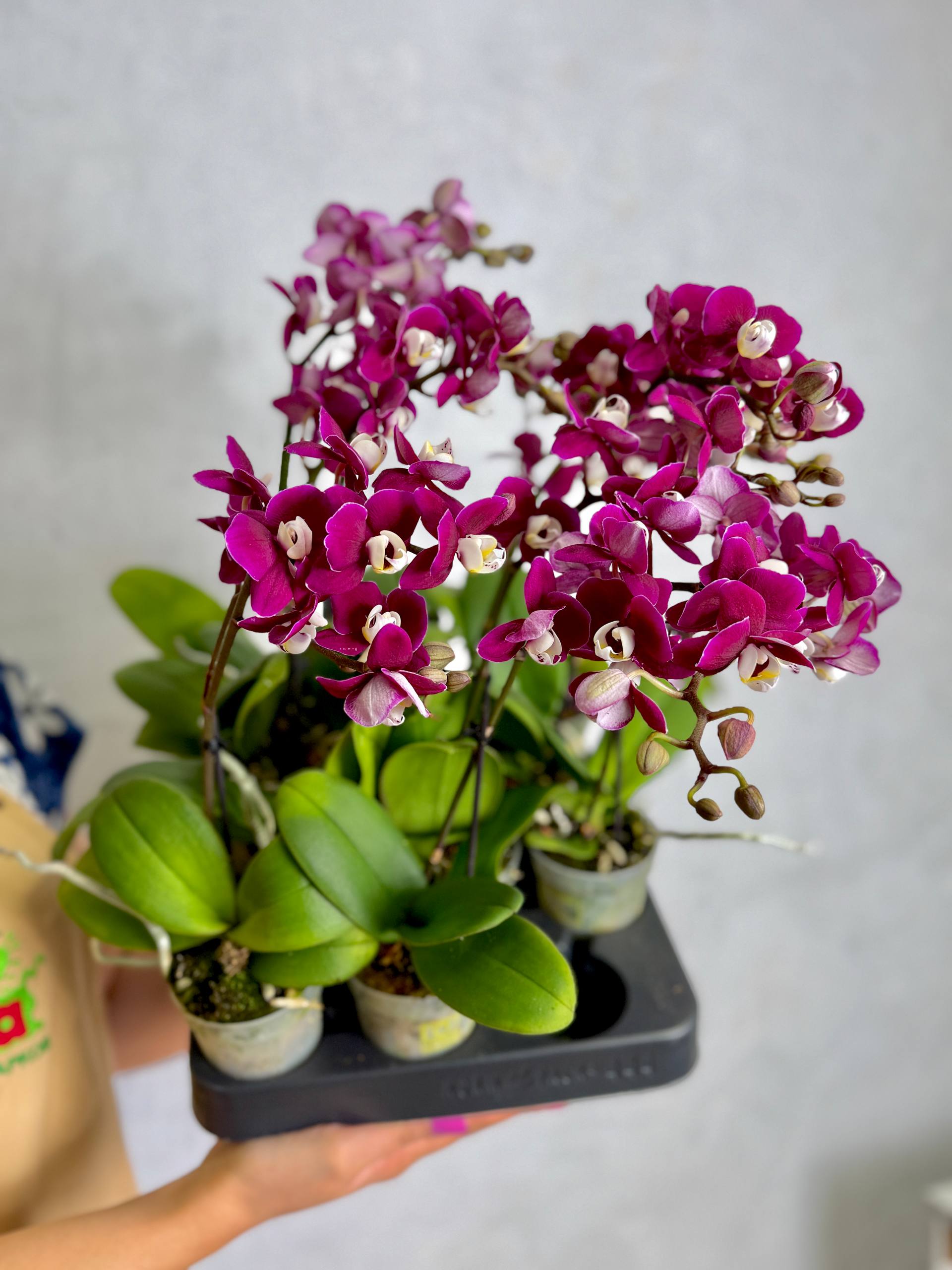 Фаленопсис Мультифлора Кранберри Ча Ча (Phalaenopsis Multiflora Cranberry Cha Cha) D7см