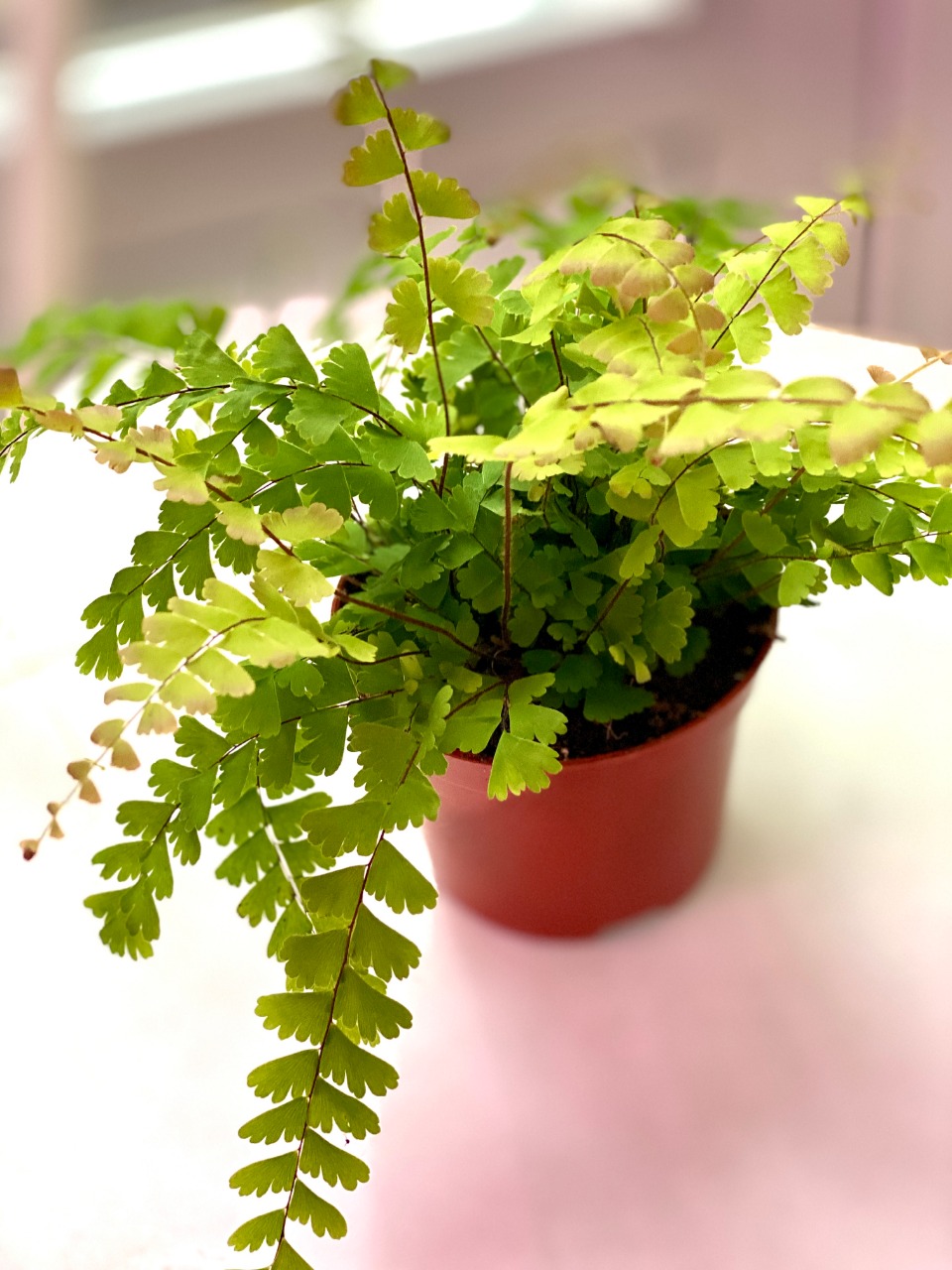 Папоротник Адиантум Хвостатый (Adiantum Caudatum) D8,5см