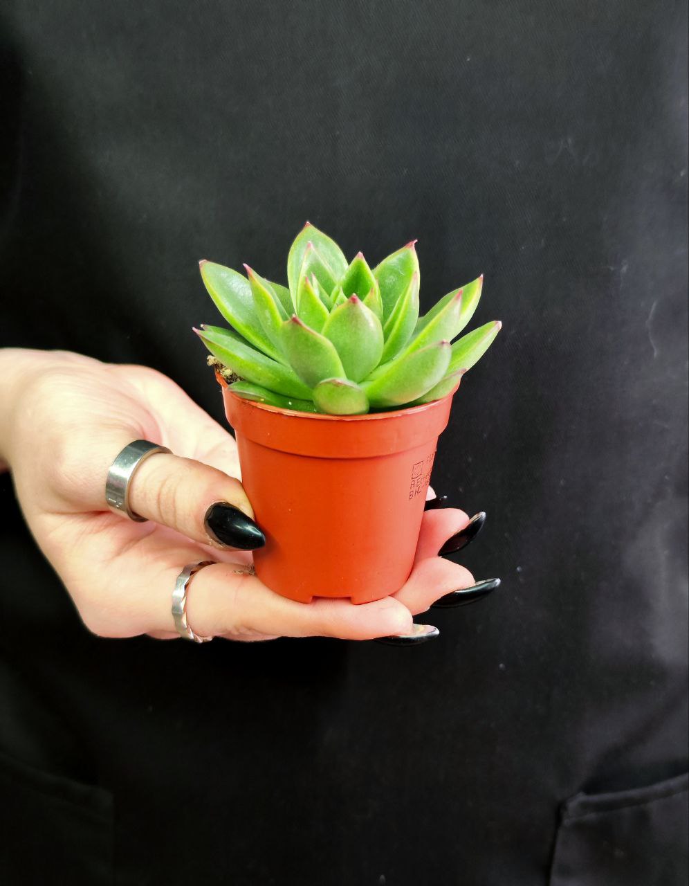 Эхеверия Агавоидес Ред Тип (Echeveria Agavoides Red Tip) D5см