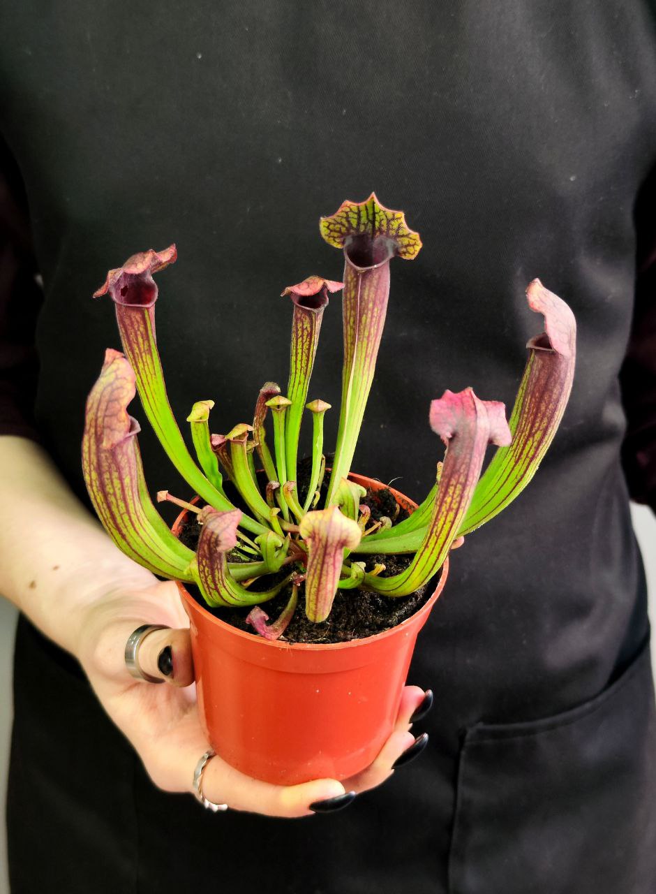 Саррацения Томас (Sarracenia Thomas) D9cм