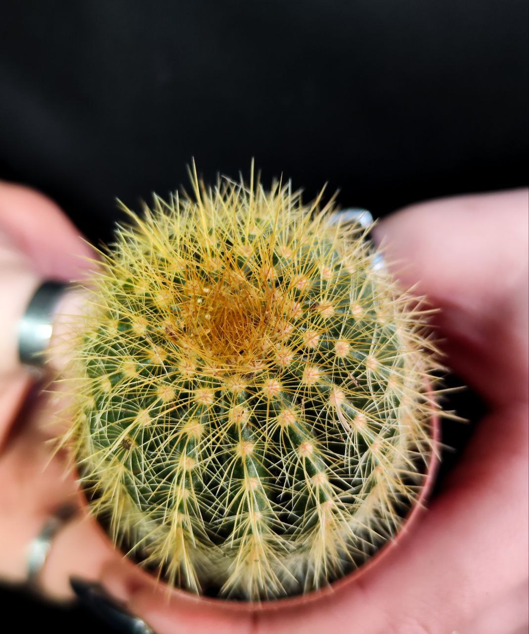 Нотокактус Вараси (Notocactus Warasii) D5см