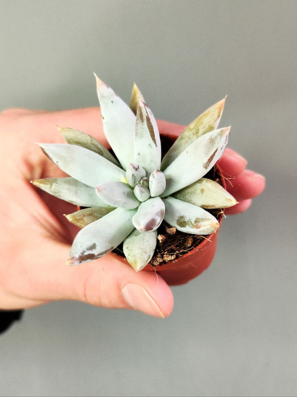 Эхеверия Толиманенсис (Echeveria Tolimanensis) D5см