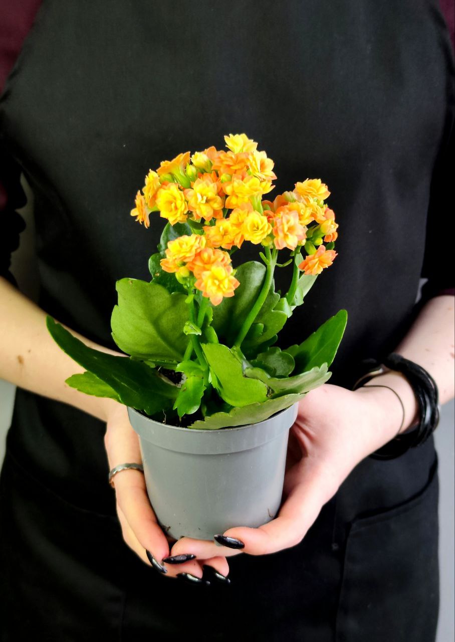Каланхоэ Розалина Персиковая (Kalanchoe Rosalina Orange) D9см