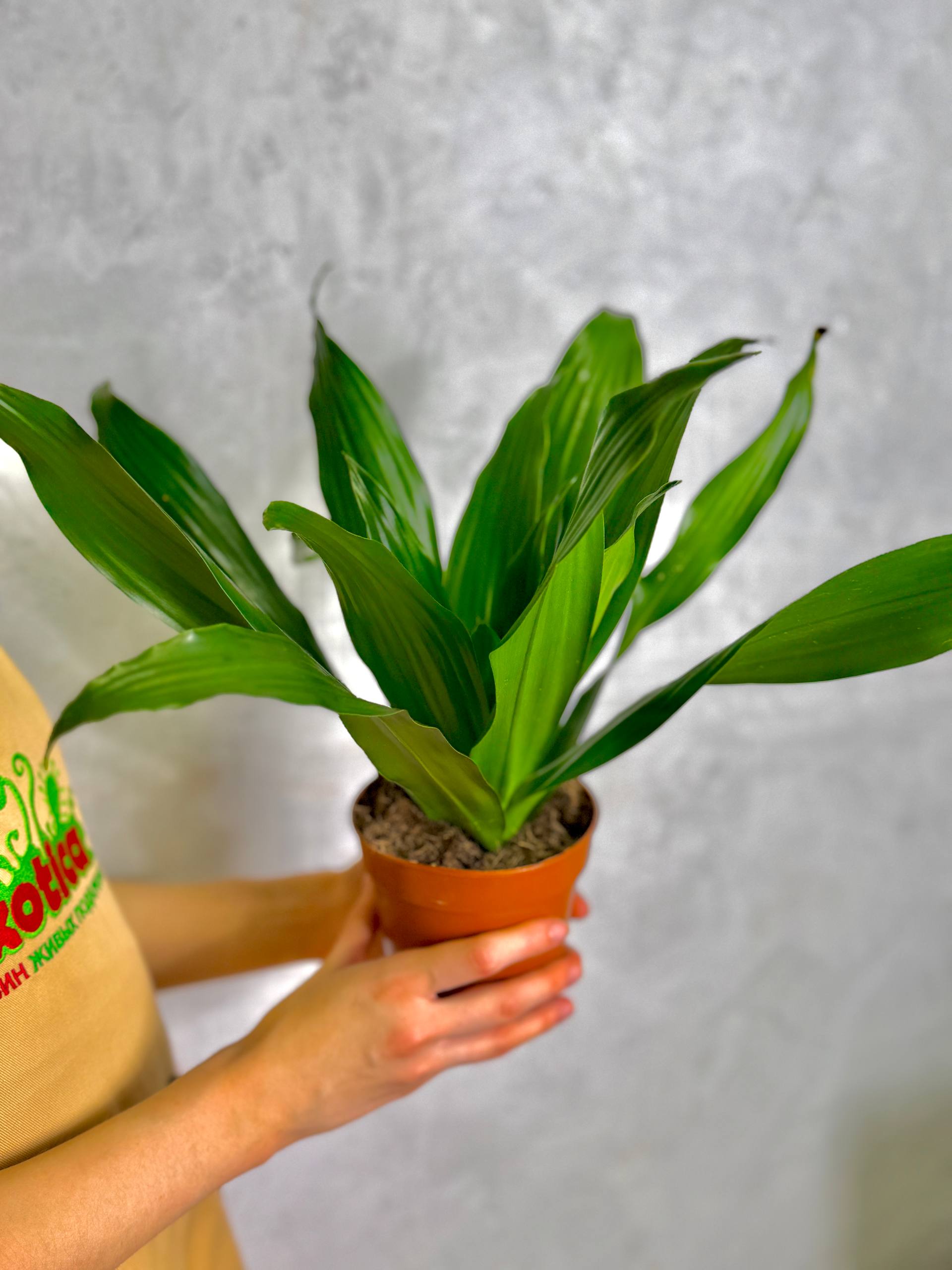 Драцена Джанет Крейг (Dracaena Fragrance Janet Craig) D12см