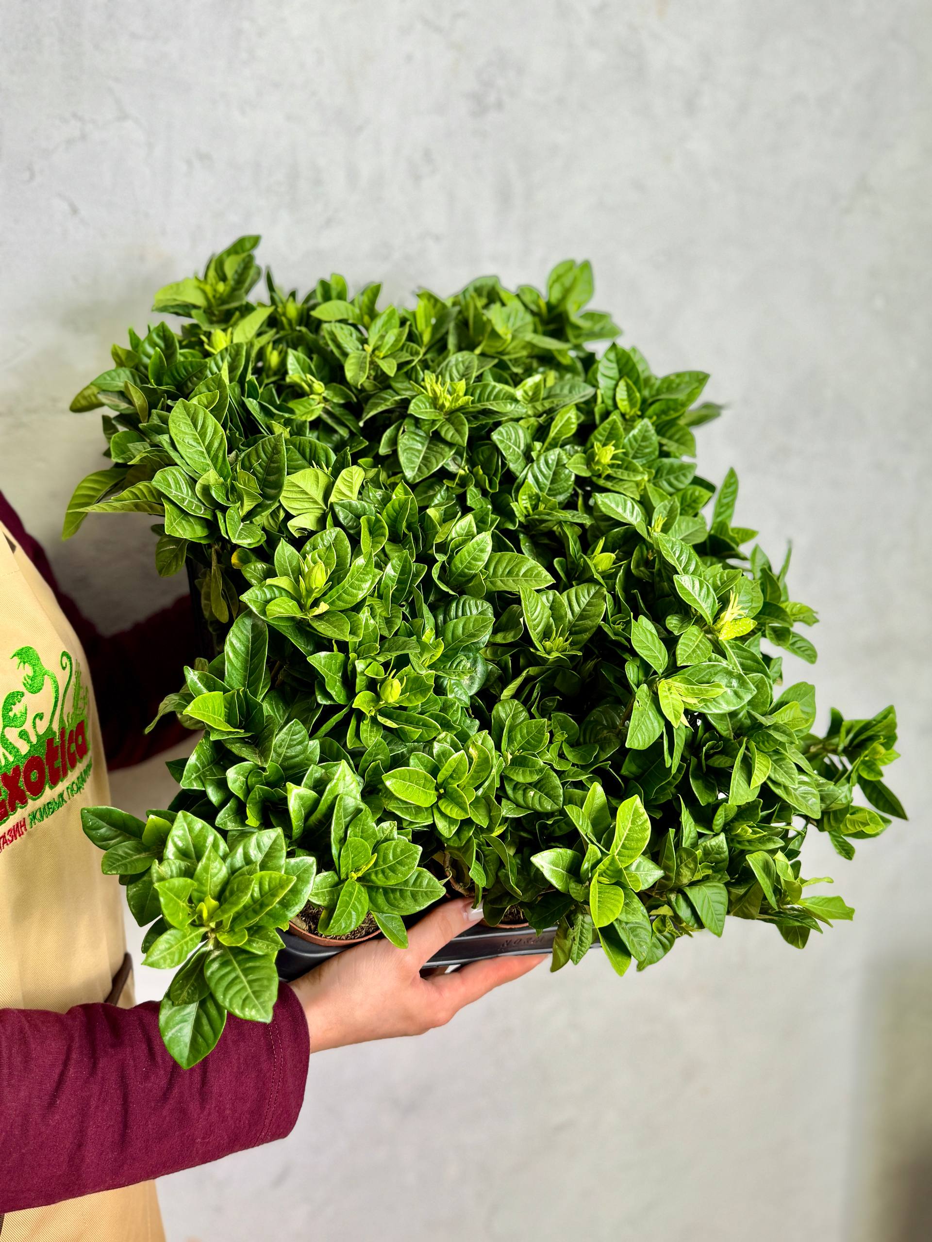 Гардения Жасминовидная (Gardenia Jasminoides) D9см