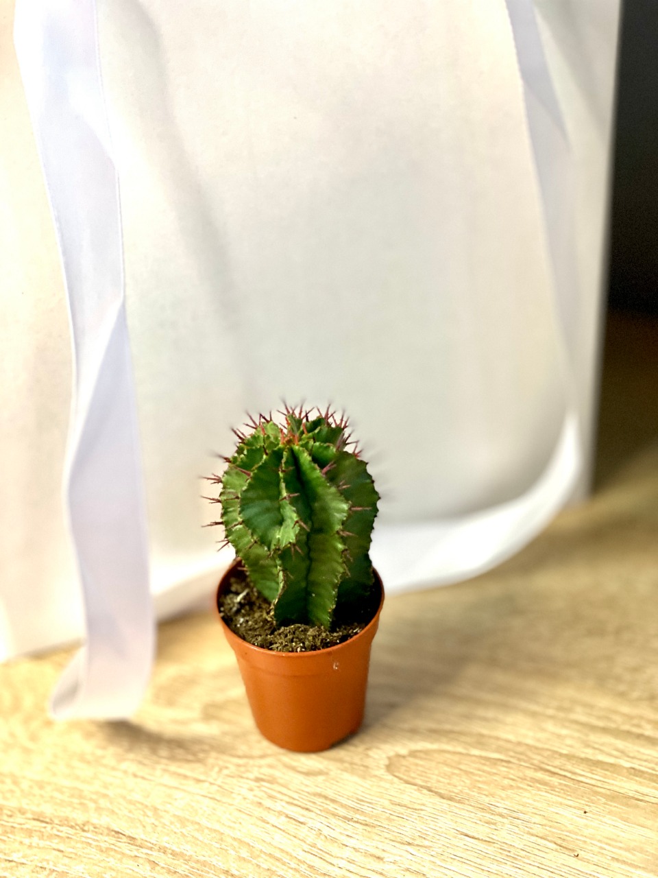 Эуфорбия Хоррида Стриата (Euphorbia Horrida Striata) D5см
