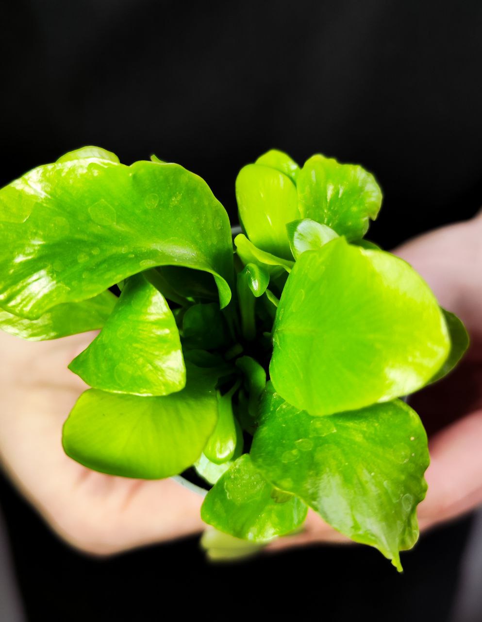 Папоротник Асплениум Нидус (Asplenium Nidus) D6см