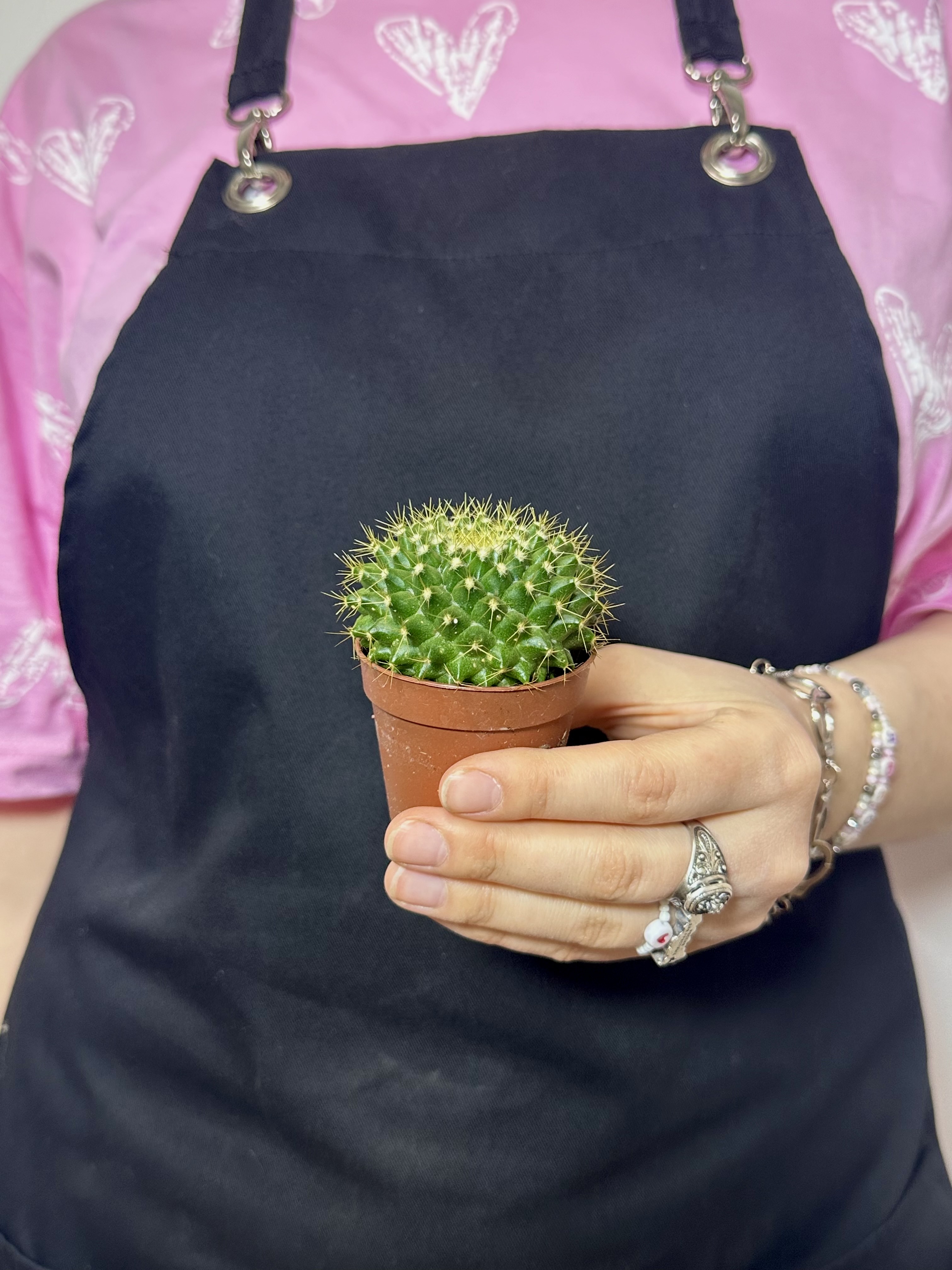 Маммиллярия Маркса (Mammillaria Marksiana) D5см