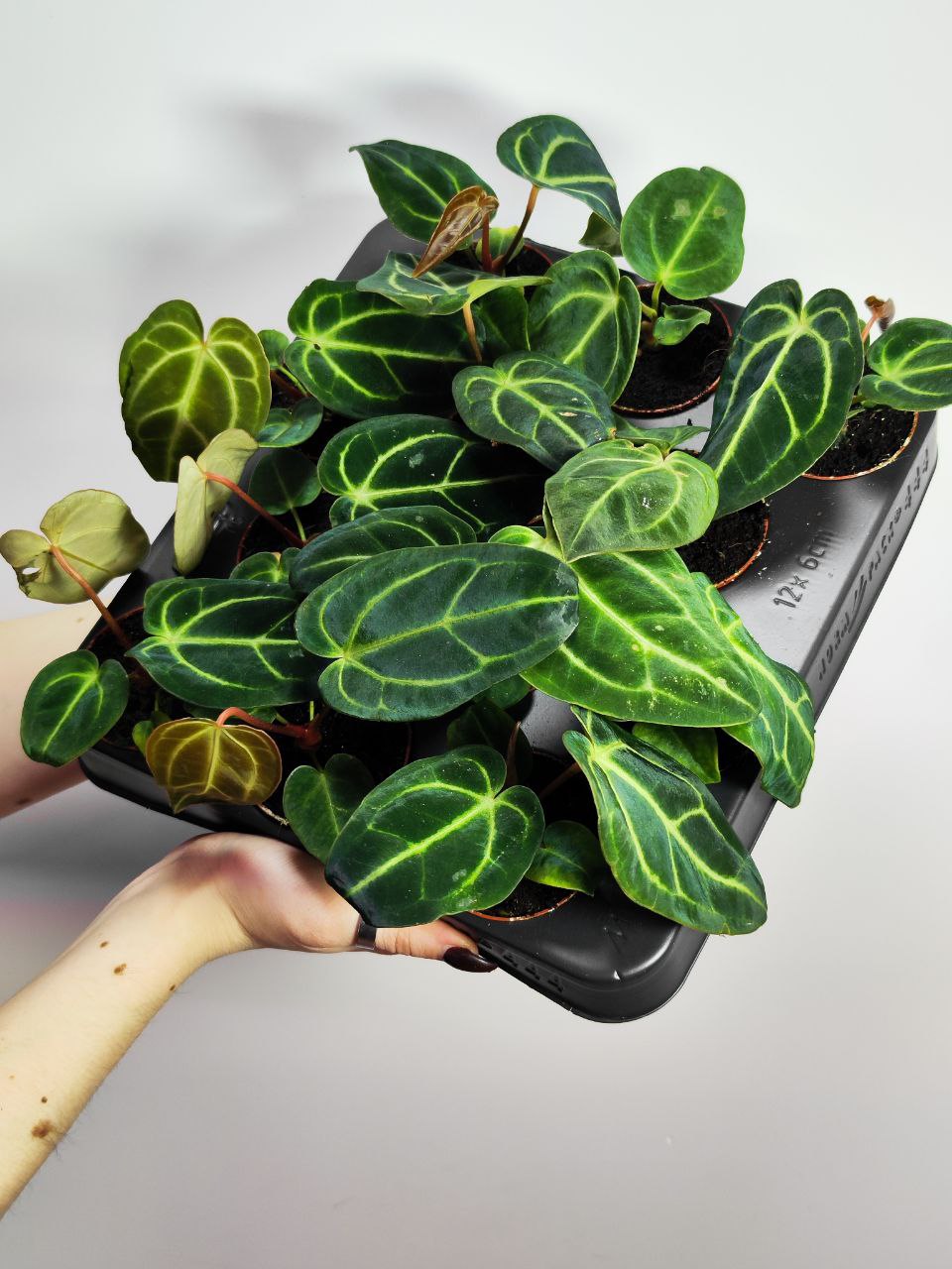 Антуриум Регал (Anthurium Regale) D6см