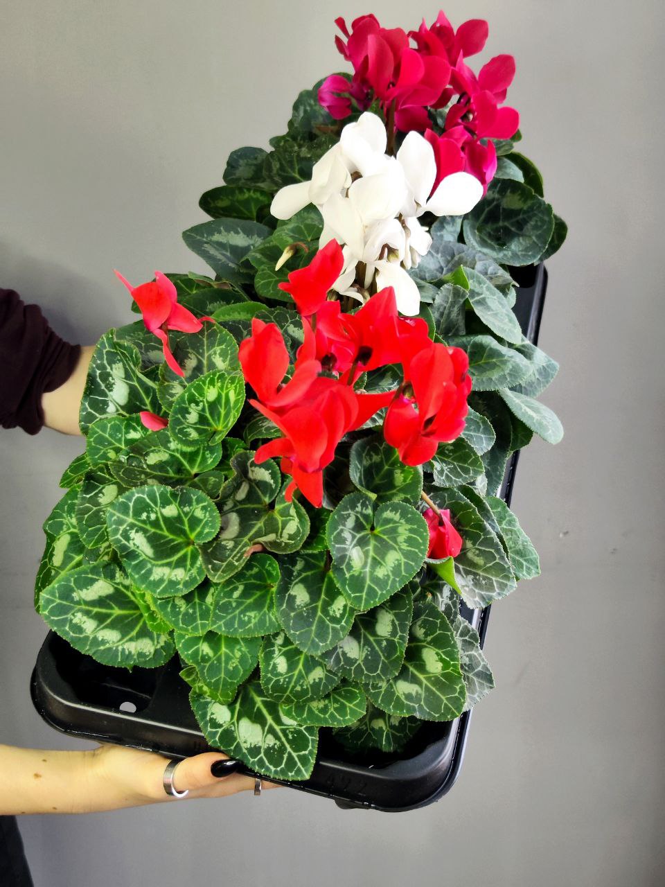 Цикламен Европейский Фуксия (Cyclamen Europaeum Fuchsia) D12см