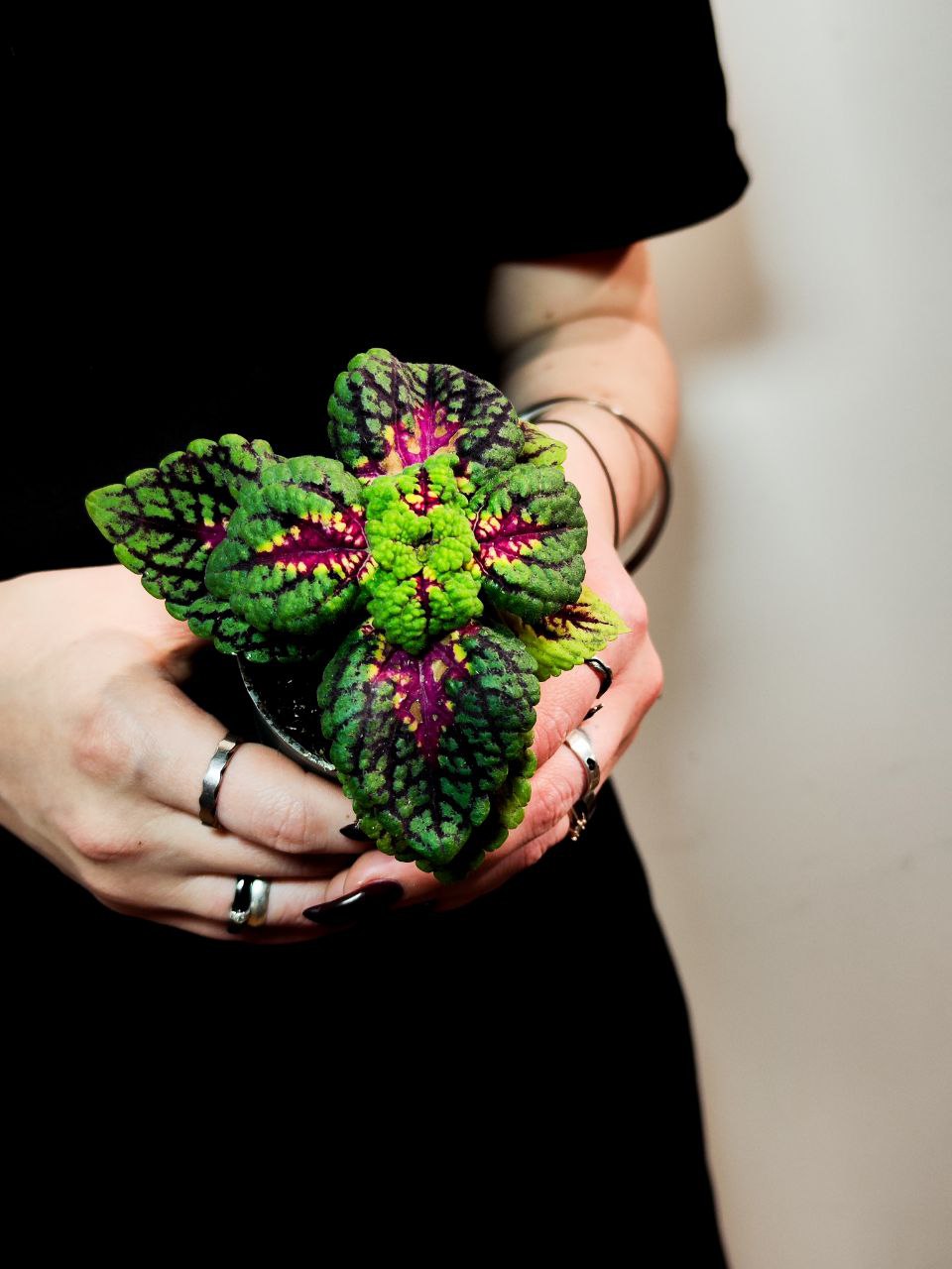 Колеус Блюме Конг Роуз (Coleus Kong Junior Rose) D6см
