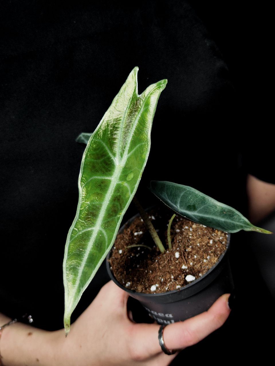 Алоказия Лонгилоба Пурпл (Alocasia Longiloba Purple) D10см