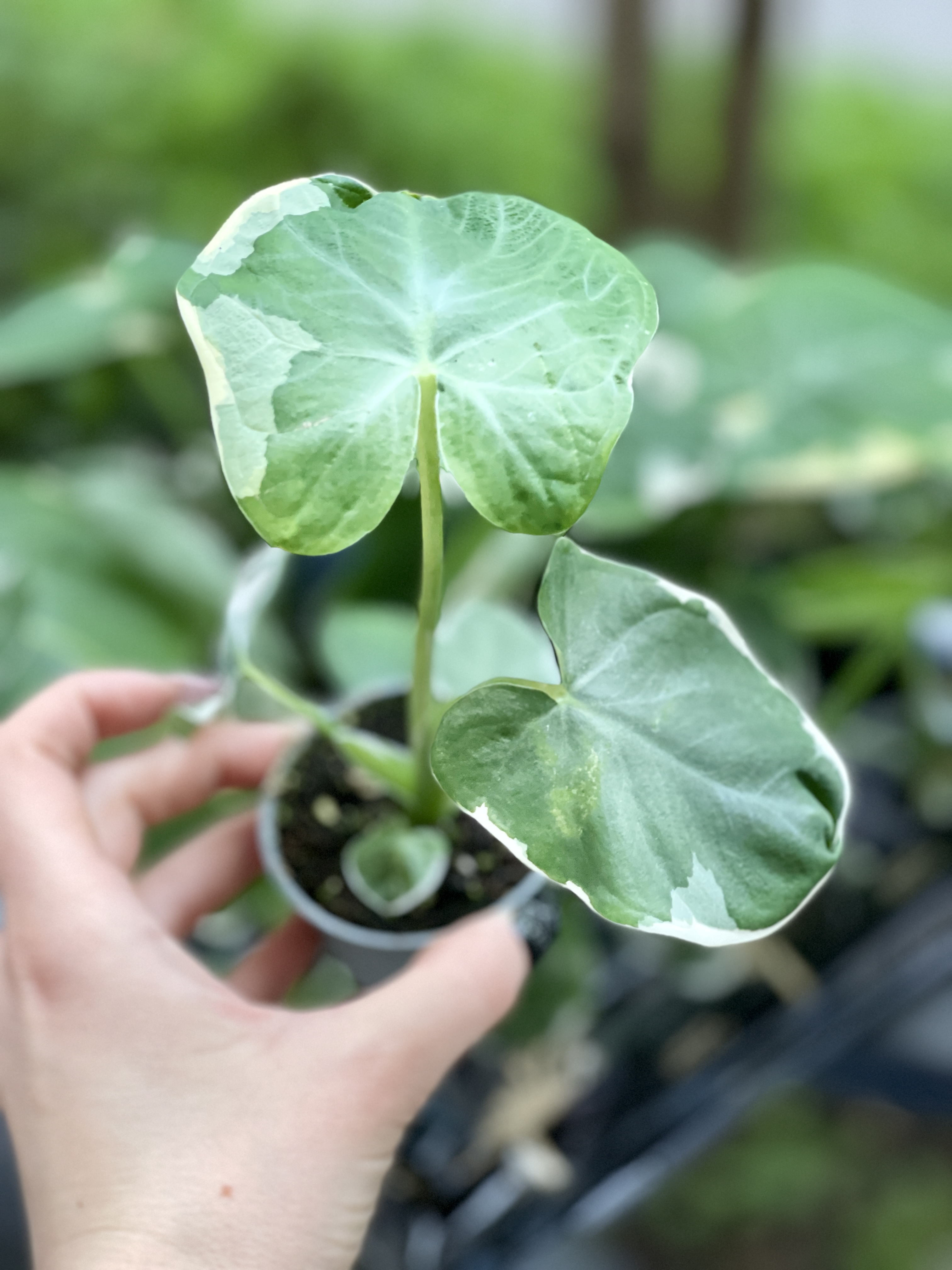 Алоказия Ксантозома Микки Маус (Alocasia Xanthosoma Mickey Mouse) D6см