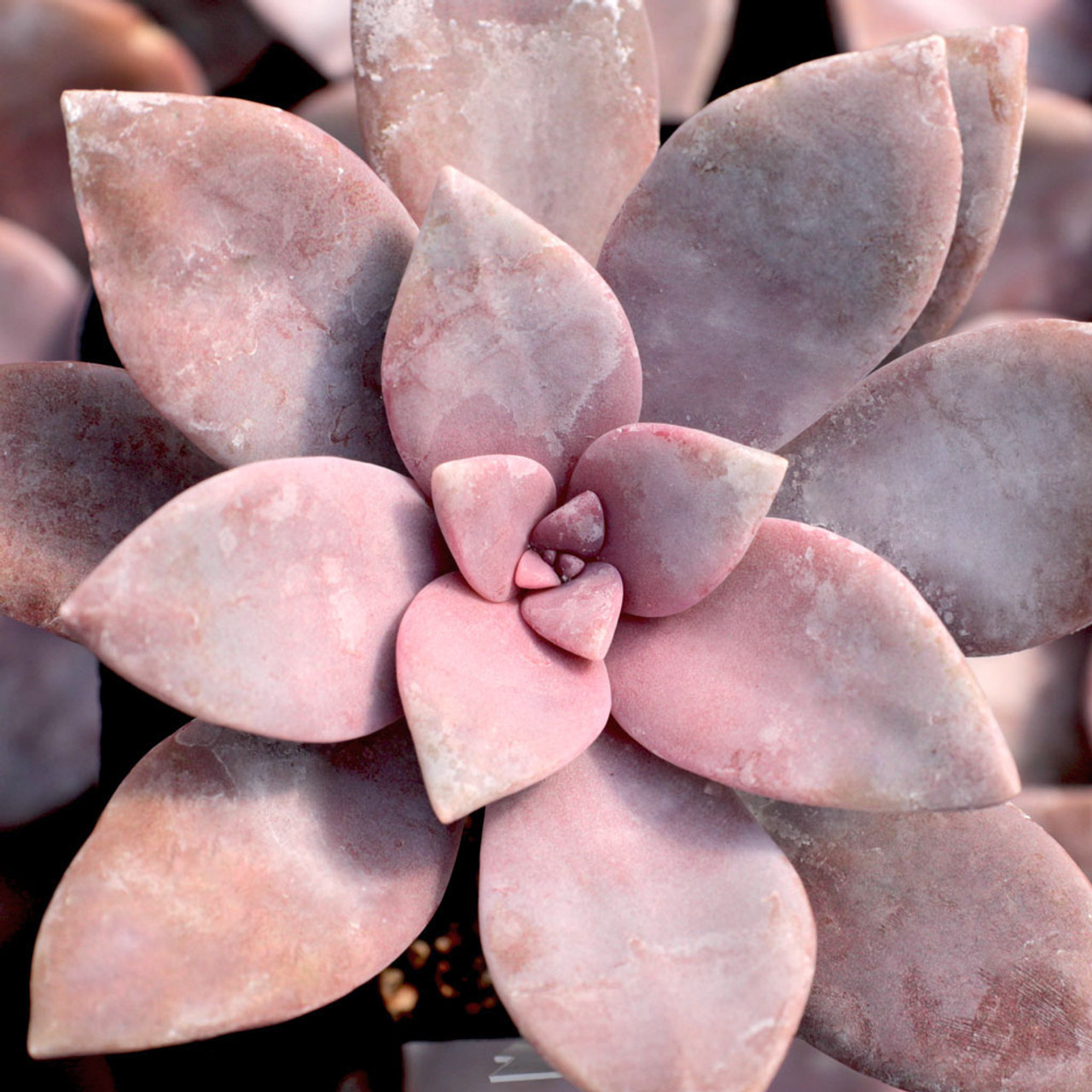 Граптоверия Супербум (Graptoveria Superbum) D5см