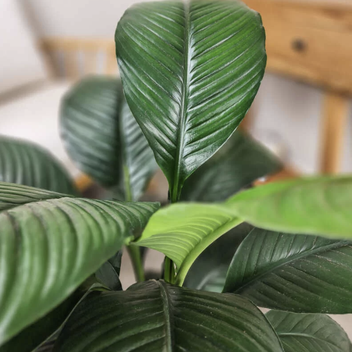 Спатифиллум Сенсация (Spathiphyllum Sensation) D9см