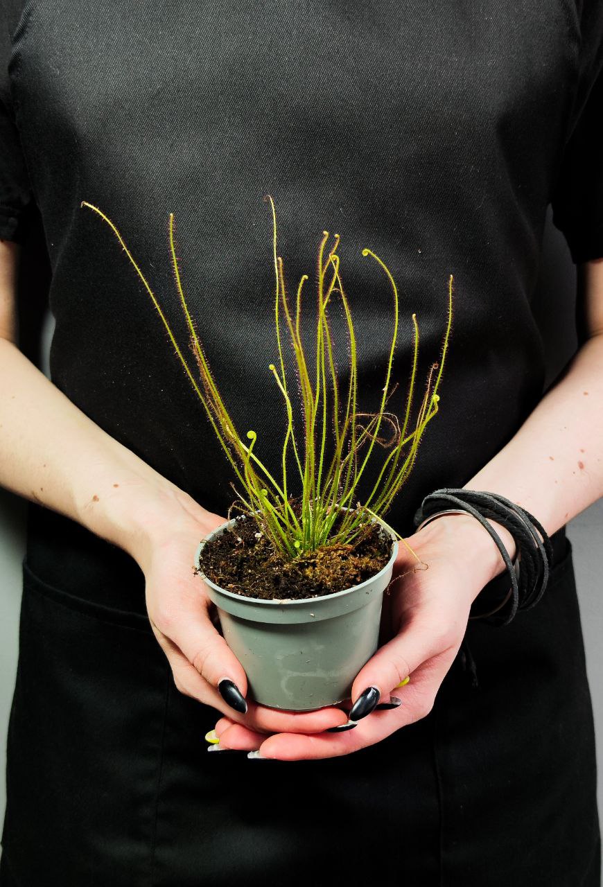 Росянка Филиформис (Drosera Filiformis) D9см