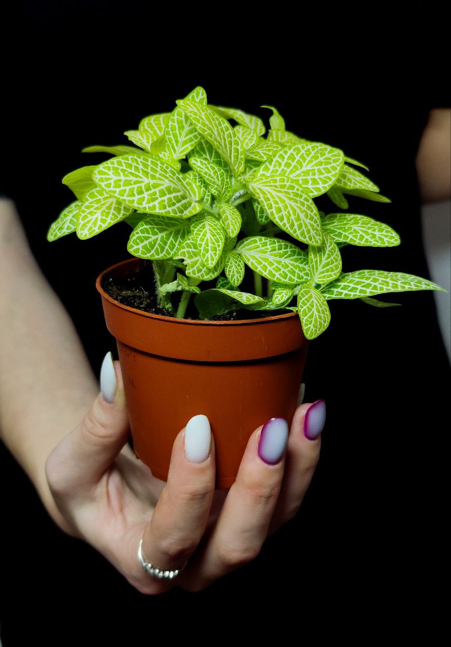 Фиттония Вершаффельта Вайт (Fittonia Verschaffeltii White) D8,5см