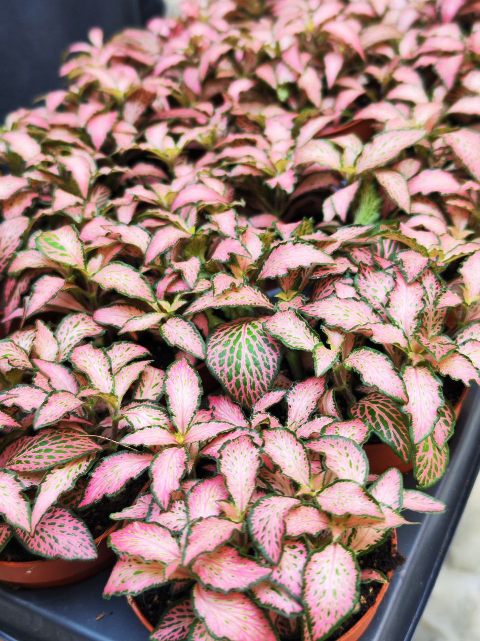 Фиттония Розовая Форест Флейм (Fittonia Pink Forest Flame) D8,5см
