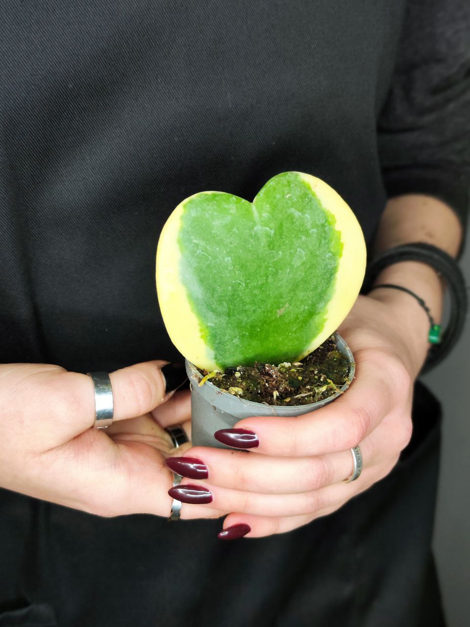 Хойя Керри Вариегатная (Hoya Kerrii Variegated) D6см