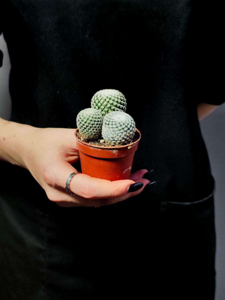 Маммиллярия Превосходная Груп (Mammillaria Perbella Group) D5см