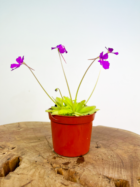 Жирянка Анна (Pinguicula Anna) D9см
