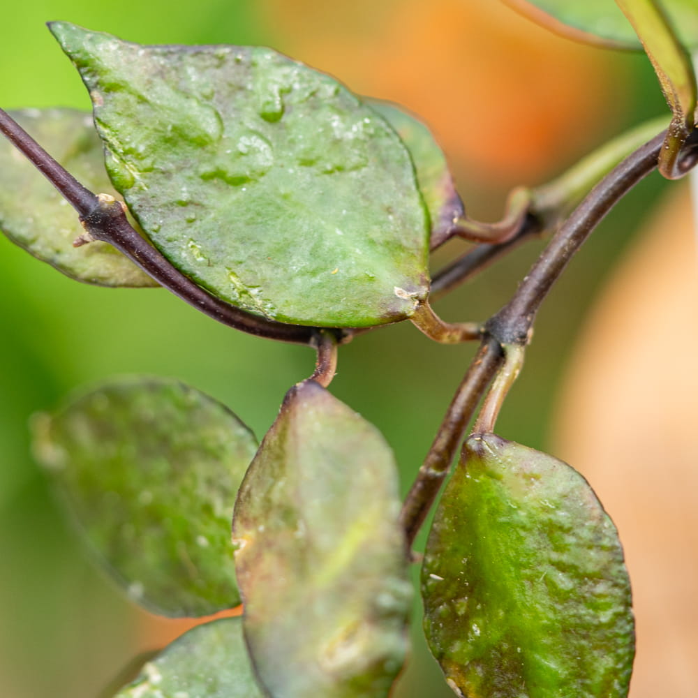 Хойя Крониана Блэк Ливс (Hoya Krohniana Black Leaves) D6см