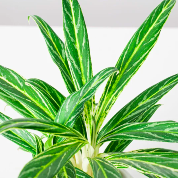 Аглаонема Зебра (Aglaonema Zebra Feathers) D12см