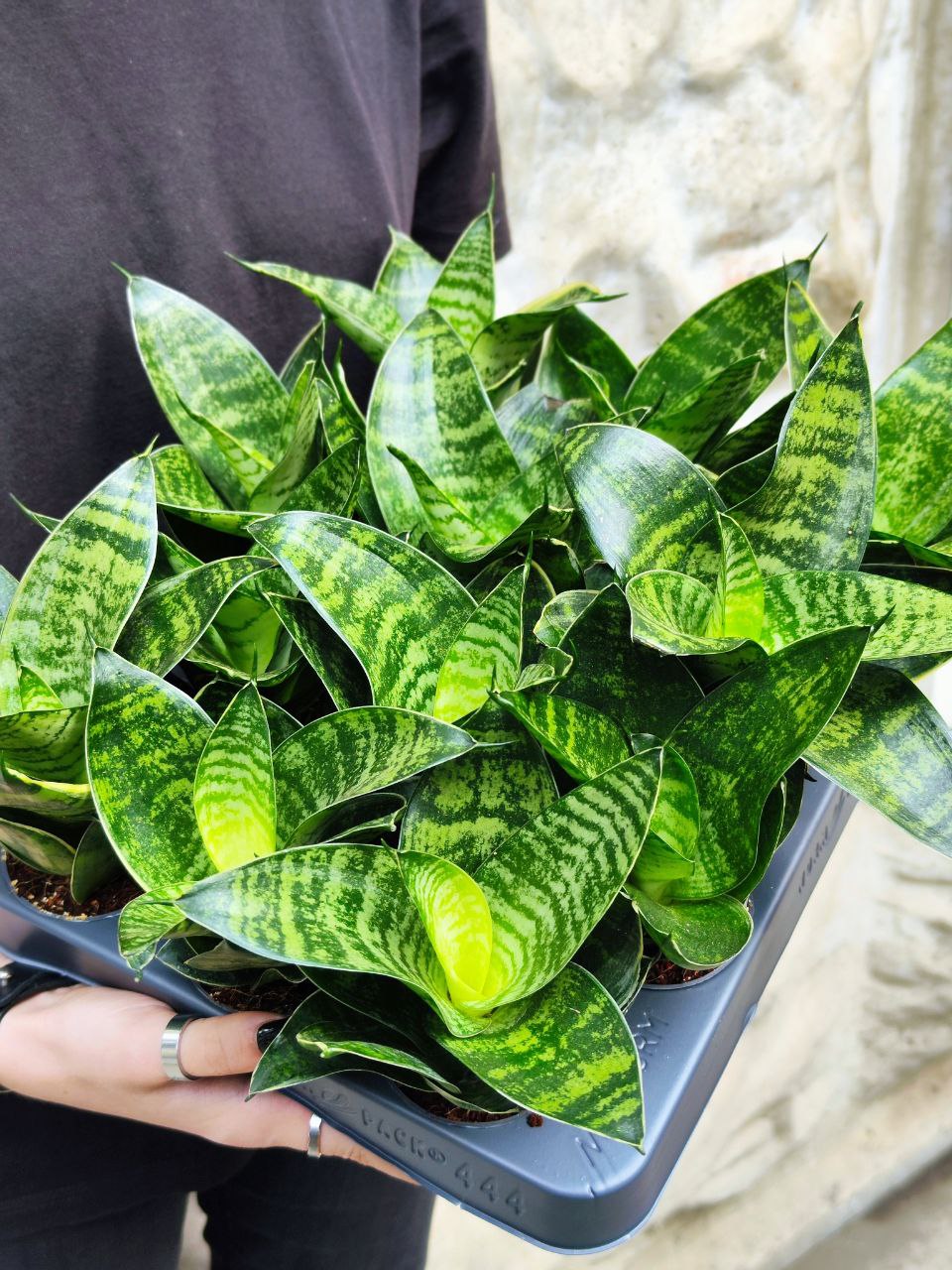 Сансевиерия Ханни Грин (Sansevieria Hahnii Green) D6см