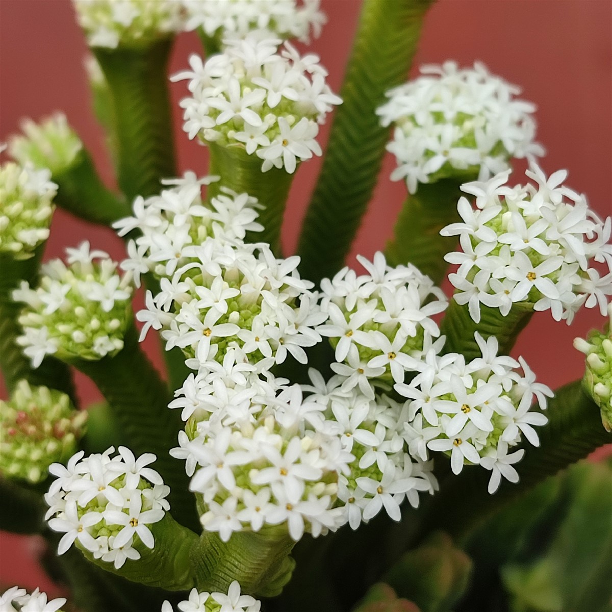 Крассула Пирамидалис (Crassula Pyramidalis) D8см