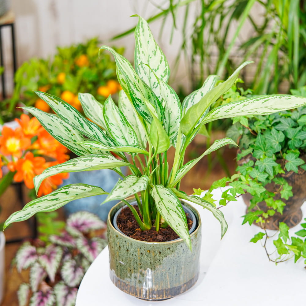 Аглаонема Сильвер Квин (Aglaonema Silver Queen) D12см